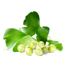 Miłorząb japoński (Ginkgo biloba)